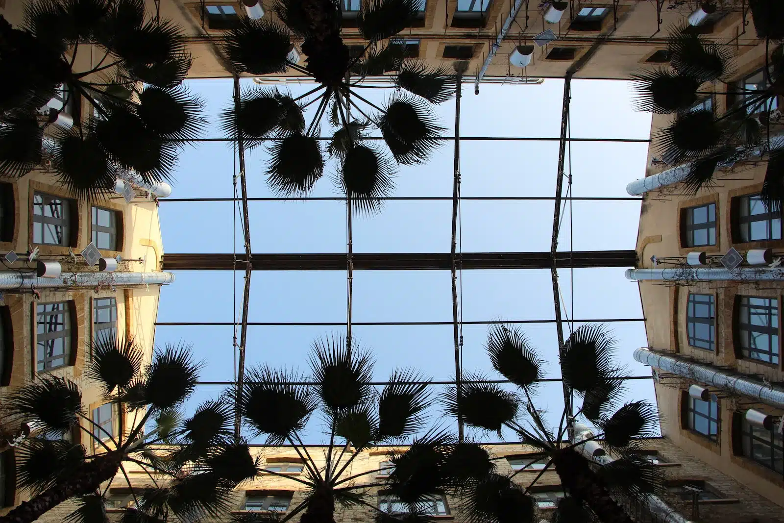 Palm Trees in Front of White Building