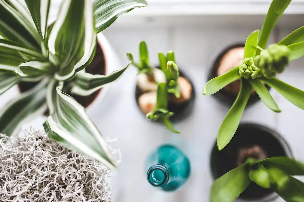 plantes purifiantes