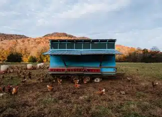 Comment éloigner les pies du poulailler : conseils pratiques pour garder les pies à distance