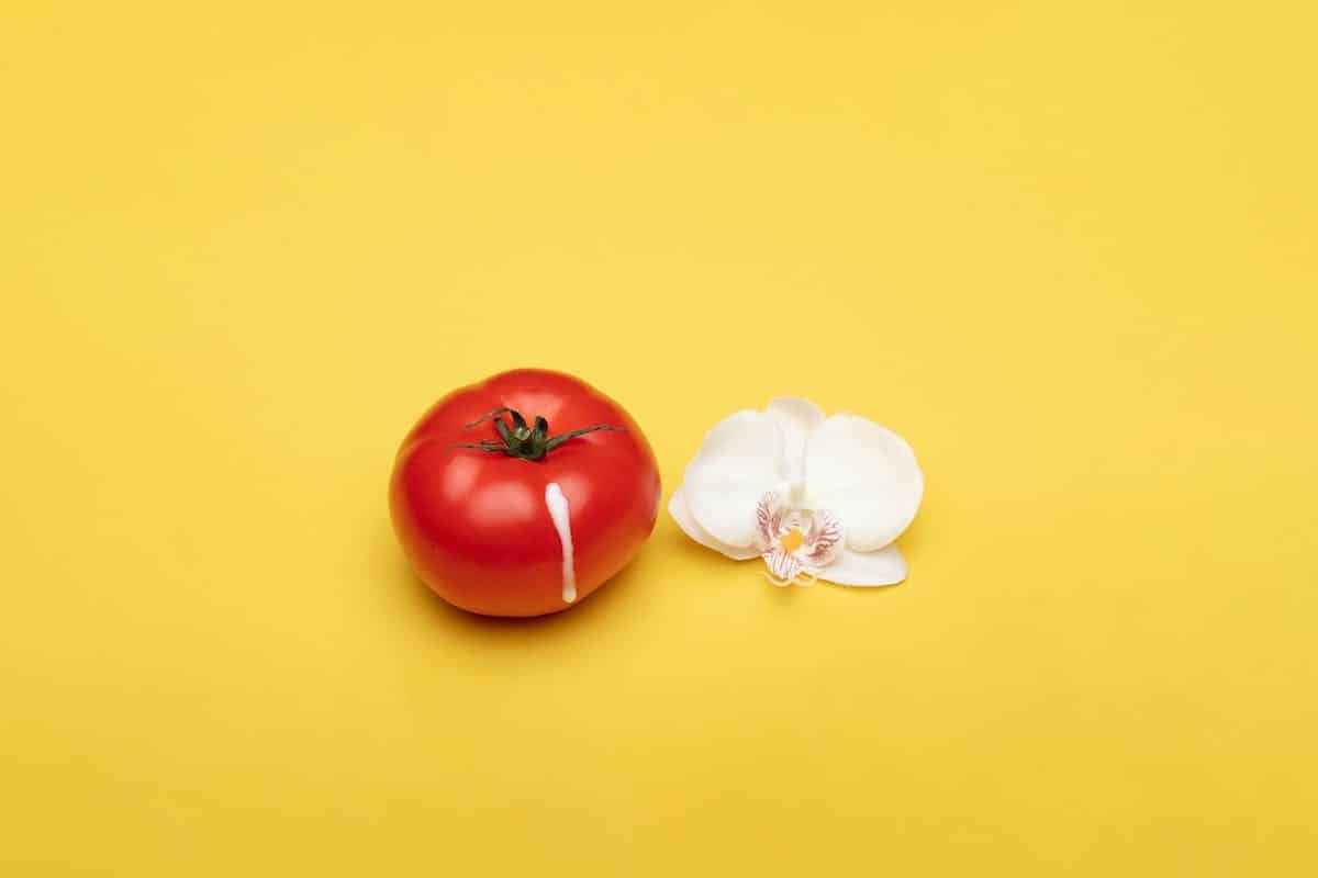 tomate  fleur