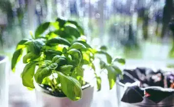 Comment tailler la sauge arbustive pour une croissance saine et harmonieuse