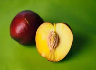 Quand et comment tailler un pêcher pour le meilleur résultat ?