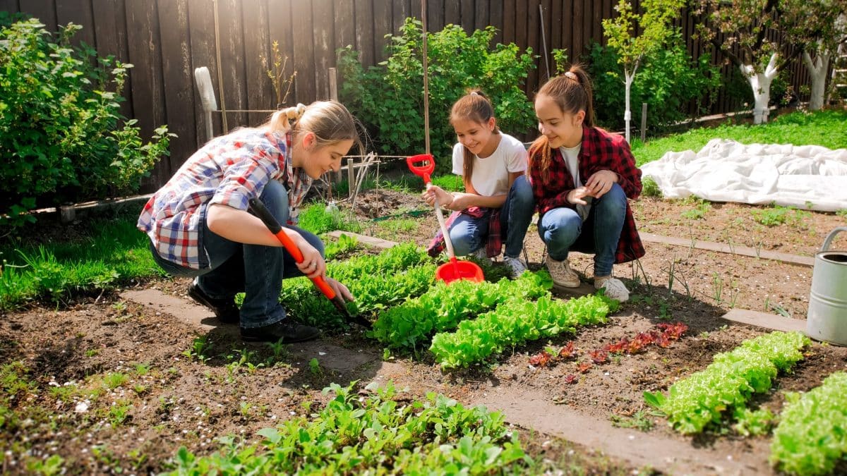 Comment créer un potager bio dans son jardin 