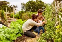 Comment créer un potager bio dans son jardin