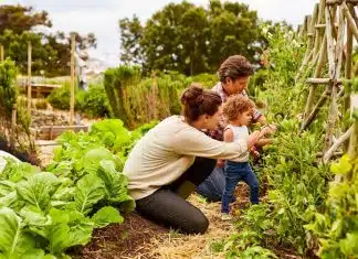 Comment créer un potager bio dans son jardin