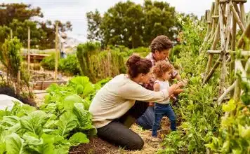 Comment créer un potager bio dans son jardin