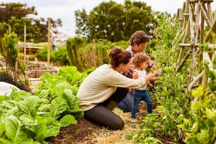 Comment créer un potager bio dans son jardin