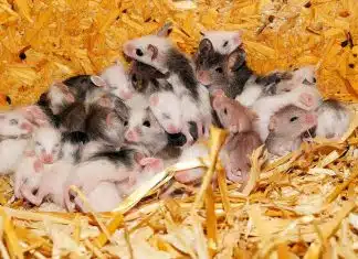 Comment éviter la prolifération de souris dans votre grenier ?