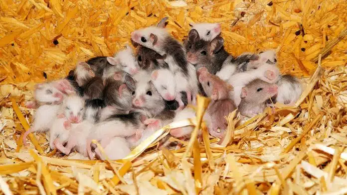 Comment éviter la prolifération de souris dans votre grenier ?