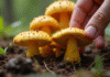 Main récoltant des chanterelles jaunes dans la forêt